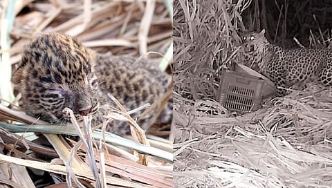 बिबट्याची बछडी मातेच्या कुशीत