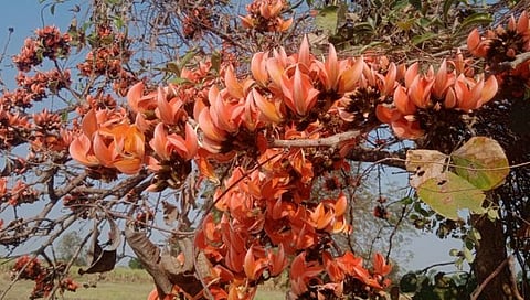  Holi 2024 : धुळवडीला चढणार लाली; पळस झाडे लाल, केशरी रंगांनी बहरली