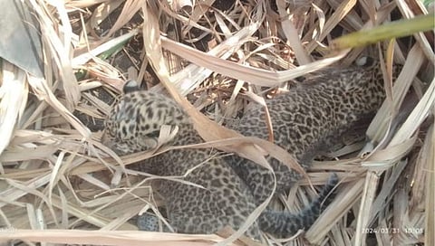 पुणे: बोरी खुर्द येथे उसाच्या शेतात आढळले बिबट्याचे बछडे