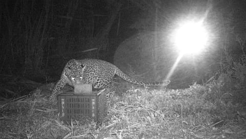 पुणे: आखरवाडीतील ‘ते’ बछडे पुन्हा विसावले आईच्या कुशीत