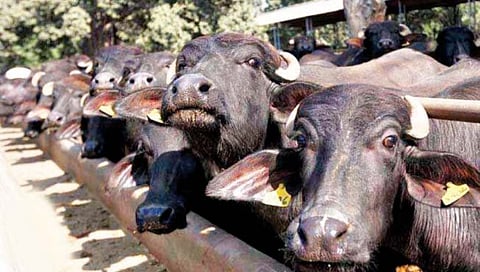 भंडारा : चारा-पाण्याअभावी दगावली ३४ जनावरे