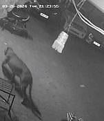 Leopard News : ‘त्या’ बिबट्याचा वनरक्षकावर हल्ला !