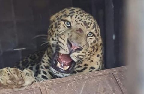 Leopard News :  अखेर उंब्रज येथे दुसरा बिबट्याही जेरबंद !