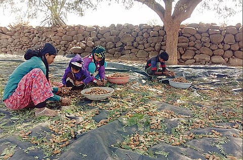 चिंच झोडपणी हंगाम सुरू; दुष्काळी परिस्थितीत महिलांना रोजगार