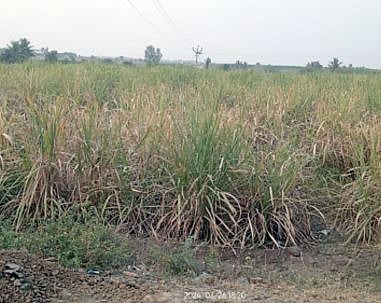 पाण्याअभावी पिके जळू लागली; पोटचार्‍यांना पाणी सोडण्याची मागणी