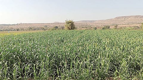 जिल्ह्यात उन्हाळी पिकांच्या 48 टक्केच पेरण्या पूर्ण