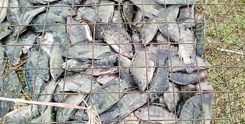 मासळीचे बाजारभाव कडाडले; उजनीतील आवक कमी झाल्याचा परिणाम