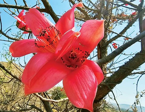 खेडला सह्याद्रीच्या डोंगररांगांत फुलोत्सव