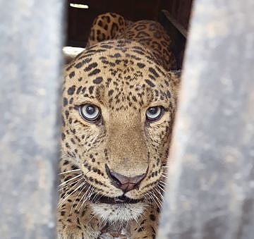 Leopard News : अखेर उंब्रजला तिसरा बिबट्याही जेरबंद !