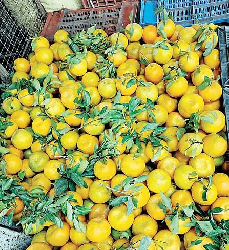 Pune : बाजारात नगरच्या रसरशीत संत्र्यांची चलती!