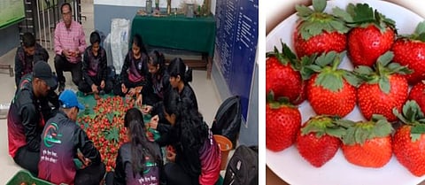 चक्क पुण्यातही पिकविली स्ट्रॉबेरी! पाच जातींच्या स्ट्रॉबेरीची यशस्वी लागवड
