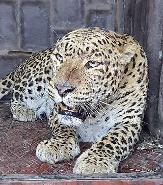 Leopard News : उंब्रजला बिबट्या जेरबंद !