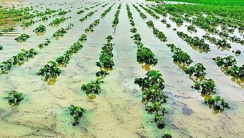 राज्यात पुन्हा अवकाळीचा मारा