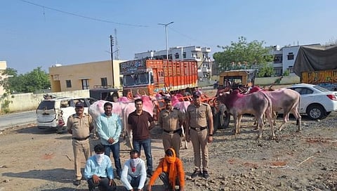 बीड : जनावरांना कत्तलखान्याकडे घेऊन जाणारा टेम्पो पोलिसांनी रोखला