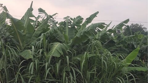 हिंगोली: वारंगा बाळापूर, डोंगरकडा परिसरात अवकाळीने पिकांचे नुकसान