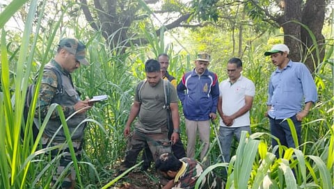 कोल्हापूर: साळवाडीत बिबट्याने रेडकू पळविले