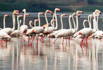 उजनी धरणावर किलबिलाट : देश-विदेशातील शेकडो पक्षांचा मुक्काम