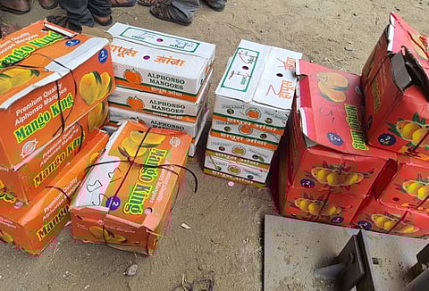 चक्क ‘राजा’चीही फसवणूक; देवगड, रत्नागिरीच्या बॉक्समध्ये कर्नाटक हापूस