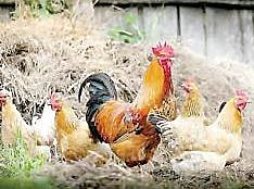 दुष्काळात मांसाहाराचे दर चढेच! ग्रामीण भागातील यात्रा-जत्रांवर परिणाम