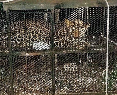 शिकारीला गेलेली बिबट मादी, स्वत:च अडकली खुराड्यात..