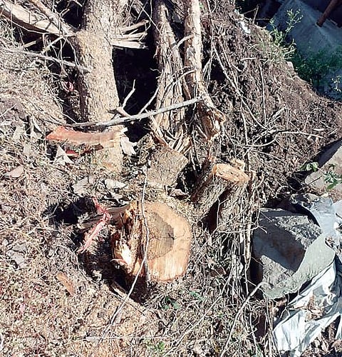 विकसकाकडून विनापरवानगी 800 झाडांची तोड; 8 लाख रुपयांचा दंड