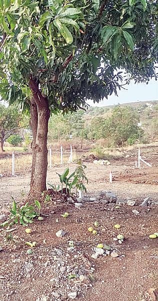 पन्नास हेक्टरवरील फळबागा, पिकांचे नुकसान; अवकाळी पावसाने धुमाकूळ