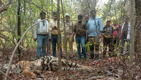 चंद्रपूर : दोन वाघांच्या झुंजीत एकाचा मृत्यू; पाच महिन्यात सात वाघांचा मृत्यू