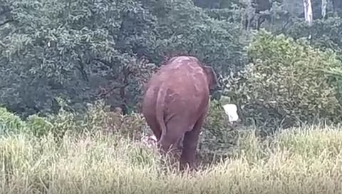 कोल्हापूर : राधानगरीच्या वाकीघोल परिसरात हत्तीचे आगमन; नागरिकांत घबराहट