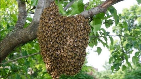 Bee attack at Shivneri