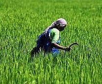 अतिरिक्त पदभार देण्यास कृषी संचालकांचीच कमतरता; कृषी विभाग सापडला कात्रीत