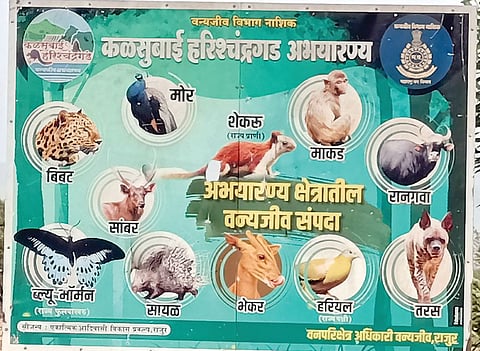 कळसुबाई अभयारण्यात 1003 वन्य प्राण्यांचा संचार!