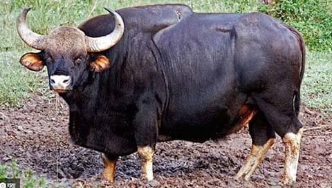 कोल्हापूर : गव्याच्या हल्ल्यात महिला गंभीर जखमी