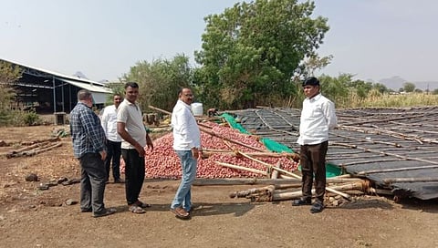 Nashik News | देवळा तालुक्यात वादळीवाऱ्यासह झालेल्या पावसाने कांद्याचे शेड कोसळले, डाळिंब पिकाचेही नुकसान