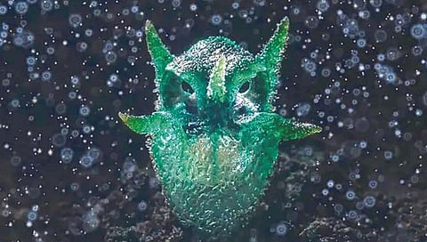 घुबडासारखी दिसणारी अनोखी वनस्पती