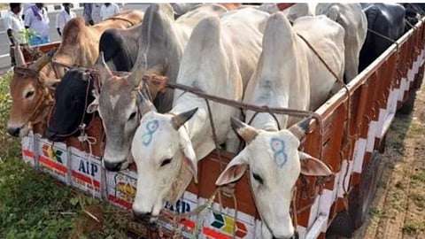 पाळीव प्राण्यांना मारून अवयवांची तस्करी