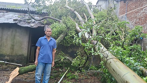 falling tree at Gudal