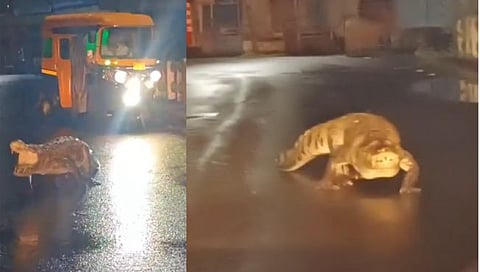 Free movement of crocodile in Chiplun on road; Citizen panic