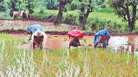 Paddy planting speed up in the west of the district