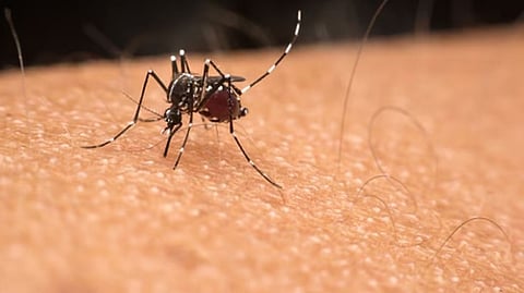 Dengue outbreak in Pimpri