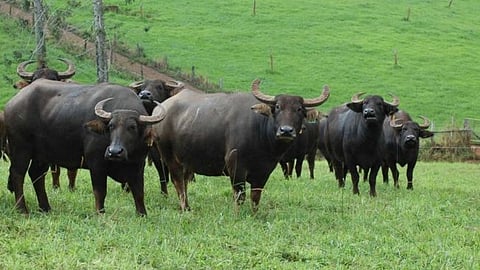 Four buffaloes died after being swept away by flood waters in Umgaon