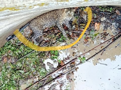 Nashik Leopard