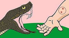 Nashik News | झोपेत असलेल्या विवाहितेचा सर्पदंशाने मृत्यू