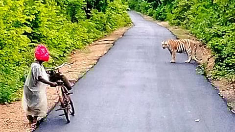 Sighting of a tiger near Mangrud