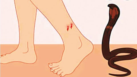 7 thousand 275 people were bitten by snakes