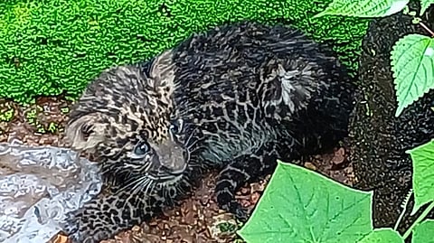 Sighting of Leopard Calf at Umrath
