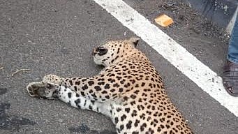  leopard killed in Amravati
