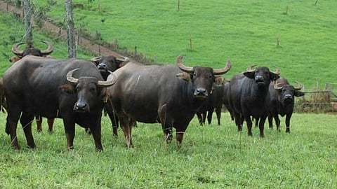 Three buffaloes died due to electric shock