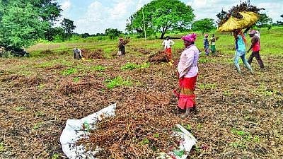 Soybean Harvest Labor Shortage