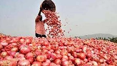 Onion Production |