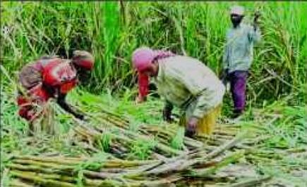 Sugarcane workers 